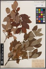Foto von Salix caprea L.